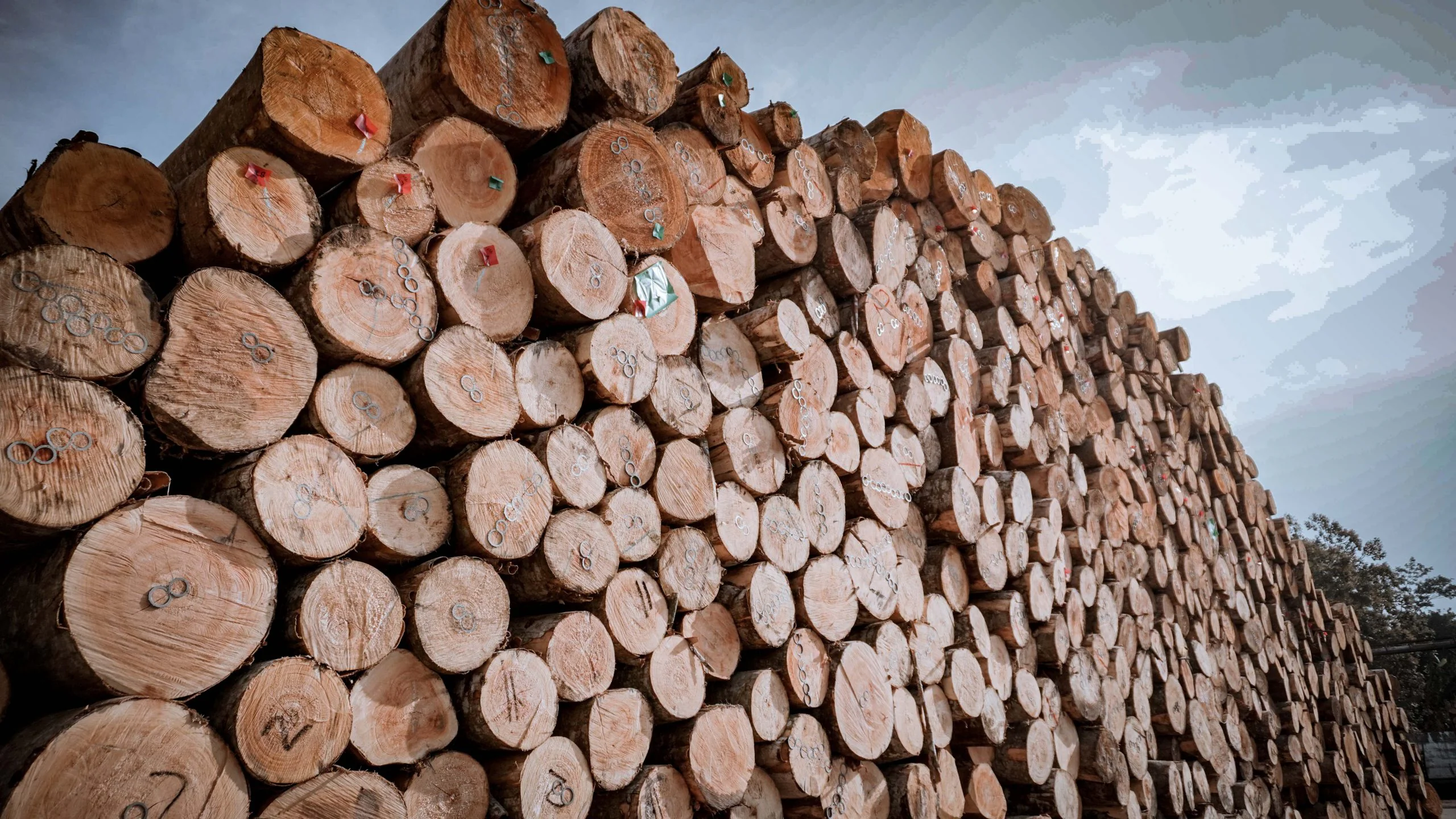 LOG YARD — photograph 1 of 5